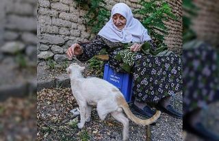 Sokak kedileri öksüz kaldı