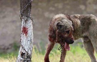 Sokak köpeği dehşet saçtı: Önce çocuğu ısırdı,...
