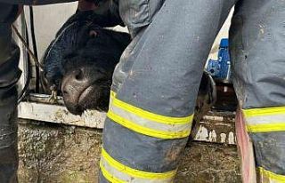 Su kuyusuna düşen ineklere kurtarma operasyonu