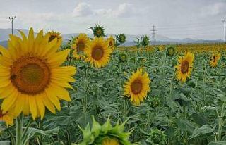 Sulama projesi ve yağışlar ayçiçeği üreticisinin...