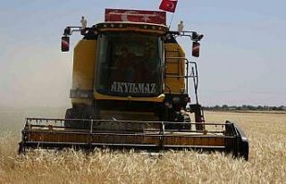 Suriye sınırında hububat sevinci