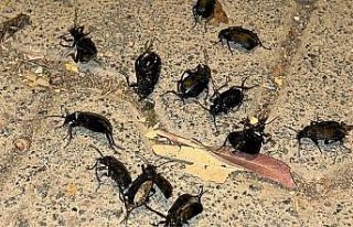 Suriye sınırındaki ilçeyi böcekler istila etti