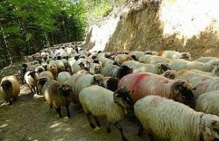 Sürülerin yaylalara zorlu göç yolculuğu başladı