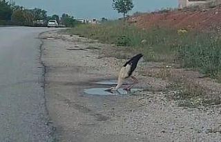 Sürüsünden kopan leylek yol kenarındaki su birikintisinden...