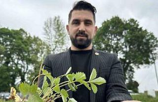 Tadı da farklı aroması da: Dağ çileğine yoğun...