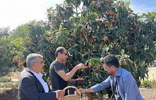 Tarsus’ta 2 ton yenidünya meyvesi hasadı gerçekleştirildi