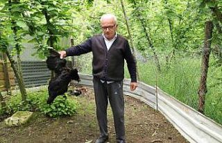 Tavuk ve horozları başıboş köpekler tarafından...