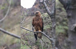 Tedavileri tamamlanan kızıl şahin ve alaca baykuş...