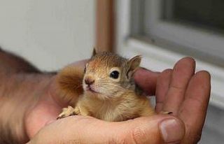 Tedavileri tamamlanan sincaplar doğaya bırakıldı