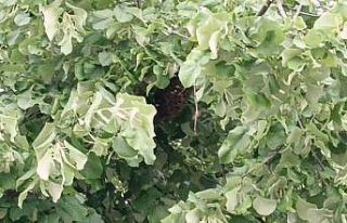 Tekirdağ’da ağaca yuva yapan yüzlerce arı vatandaşları...