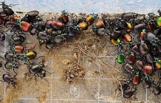 Terminatör böcekler çam kese böceklerine karşı