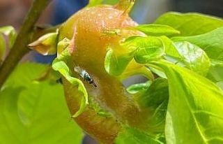 Terminatör böcekler katil arılarla savaşacak