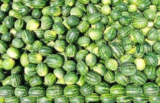 Tescilli Adana karpuzu hasat için gün sayıyor