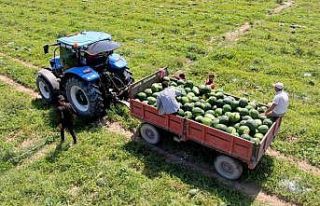 Tescilli Adana karpuzunda hasat başladı