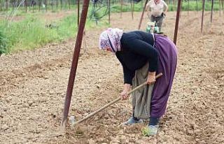 Tescilli Pazaryeri boncuk fasulyesi tohumları toprakla...