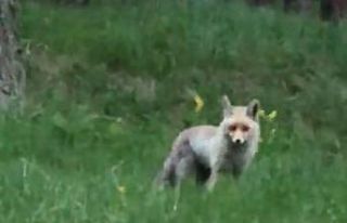 Tilki, pikniğe giden vatandaşların davetsiz misafiri...