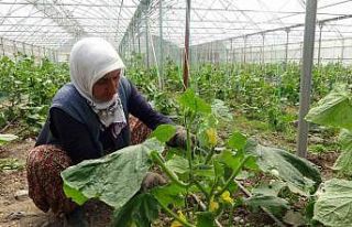Tokat’ta seralarda salatalık hasadı başladı