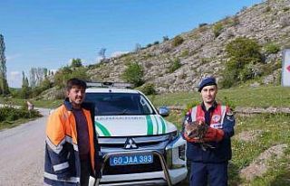 Tokat’ta yaralı bulunan kartal tedavi altına alındı