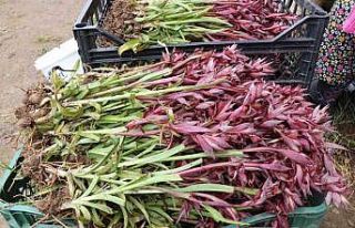 Topraktan çıkan altın: Kilosu 2 bin TL