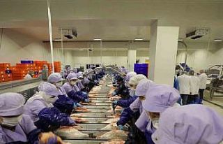 Trabzon’da somon hasadına başlandı