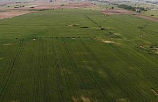 Trakya’da buğdayda yüksek rekolte beklentisi