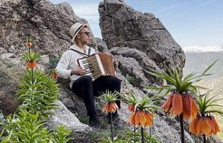 Tunceli’de koruma altındaki ters laleler çiçek...