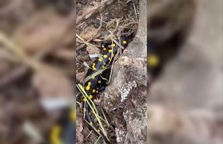 Tunceli’de lekeli semender görüntülendi