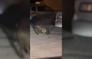 Tunceli’de yaban domuzları, yavrularıyla birlikte...