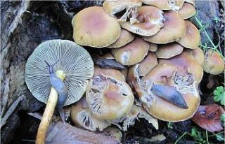 Türkiye’de mantar ölümlerinin yüzde 95 ’köygöçüren’...