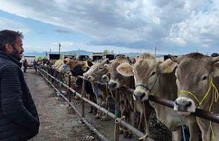 Türkiye’nin en büyük hayvan pazarı yeniden açıldı