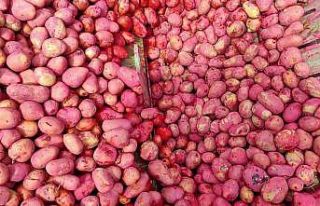 Türkiye’nin önemli üretim merkezi, ekimler devam...