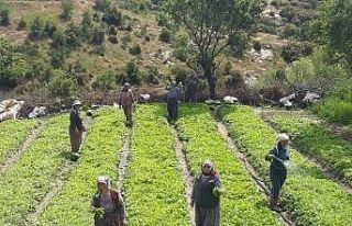 Tütün ekimleri yoğunlaştı