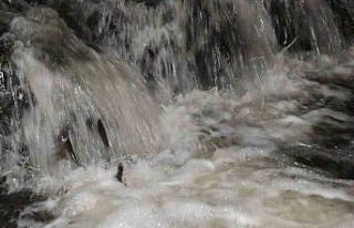 Uçan balıkların zorlu gece yolculuğu