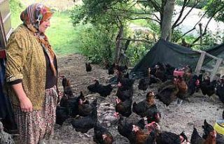 Üreticilere yüzde 50 hibeli yumurta tavuğu