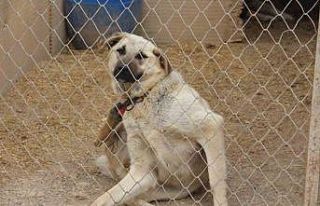 Uzman Kangal yetiştiricisi uyardı: “Yaz aylarında...