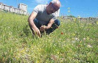 Uzmanlar uyardı, her papatya şifalı değildir