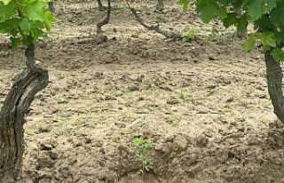 Üzüm bağında Hint keneviri yetiştirdi