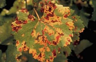 Üzüm üreticilerine “Bağ Mildiyösü” hastalığı...