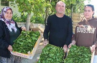 Üzümden önce yaprağı gelir kapısı oldu