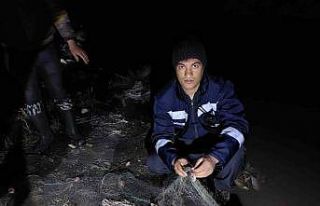 Van’da 500 kilogram inci kefali kurtarıldı