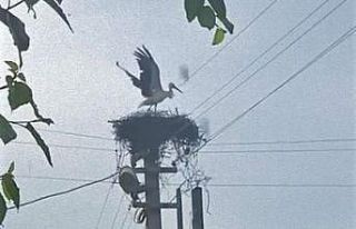 Vatandaşın dikkati leylekleri kurtardı