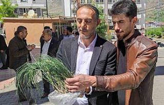 Vatandaşlar zuzubak otunun coğrafi işaretle tescillenmesini...