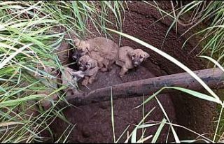 Vatandaştan su kuyusunda mahsur kalan köpekler için...