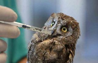 Veteriner hekimin bulduğu yaralı baykuş hayata...