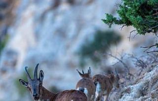 Yaban keçileri Munzur dağlarına güzellik katıyor