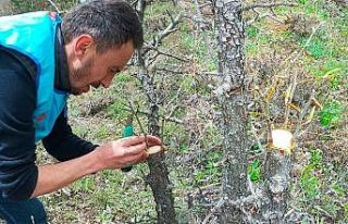 Yabani ağaçları meyve vermesi için gönüllü...