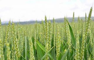 Yağışlar arpada ve buğday üreticilerinin yüzünü...