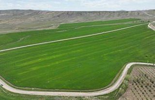 Yağışlarla birlikte bozkırda umutlar yeşerdi