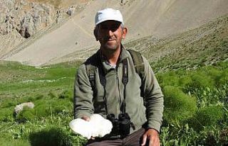 Yağmurların ardından vatandaşlar mantar topluyor