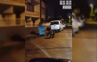 Yalova’da şehir merkezine ayı indi